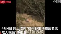 杭州野生动物世界辟谣老虎吃人：系多年前他地视频