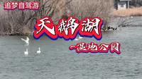 三门峡天鹅湖湿地公园是免费欣赏天鹅的好地方