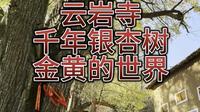 云岩寺看千年银杏树群游走在金黄的世界（2024.11.10）