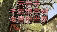 云岩寺看千年银杏树群游走在金黄的世界（2024.11.10）