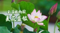 云溪植物园，夏花盛放