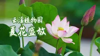 云溪植物园，夏花盛放