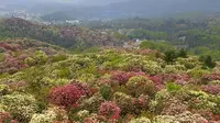 《多彩贵州》二：中国百里杜鹃。正值杜鹃盛花期，我们来到了贵州省毕节市黔西、大方交界的百里杜鹃景区，满山遍野的天然杜鹃花，面积有125．8平方公里，故称百里杜鹃。