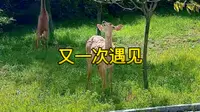 又一次遇见 #大连野生梅花鹿 #大连银沙滩公园