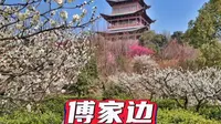 傅家边·遇园·山凹村，南京规模最大梅园