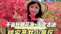 瑞安圣井山景区游玩攻略来啦，千亩杜鹃花海+人文古迹，安排！