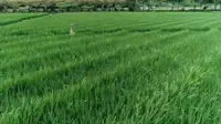 海南三亚水稻国家公园景区