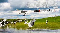 中国鹤之乡 扎龙湿地 【路客寻记】第一季 齐齐哈尔01