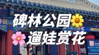 太原2元遛娃宝藏地|碑林公园赏花+汾河沙滩碧水挖沙