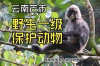 去芒市看纯野生一级保护动物菲氏叶猴它不香吗？