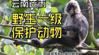 去芒市看纯野生一级保护动物菲氏叶猴它不香吗？
