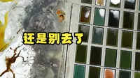 西藏的天空之境：扎布耶茶卡，落在荒原上的“调色盘”！一般游客还是别去了！