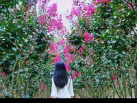 紫薇花开｜龙虎山花语世界