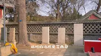 泰山脚下——王母池的腊梅清幽雅致