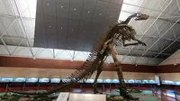 旅行来到诸城恐龙博物馆，看一下博物馆里高大的“世界第一龙”