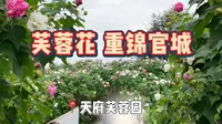 成都芙蓉花的季节到了，来天府芙蓉园免费观赏芙蓉花