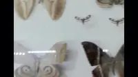 “自带讲解”游览亚洲最大昆虫博物馆:成都华希昆虫博物馆