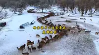哈尔滨平山皇家鹿苑鹿群进食横屏