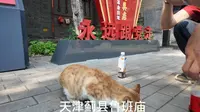 【日常分享】天津蓟县鲁班庙的一只小猫