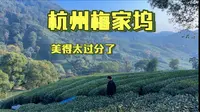 梅家坞的大片龙井茶田美得像草原，我惊讶于杭州还有这种辽阔壮美的地方。