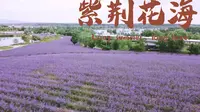 【准高一去哪儿玩】甘肃金昌紫荆花海