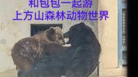 包包带你游上方山森林动物世界 找斑鳖