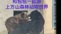包包带你游上方山森林动物世界 找斑鳖
