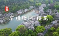 4K | 航拍湖南省植物园樱花湖·樱花2023，烟雨樱花，依然绽放