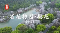 4K | 航拍湖南省植物园樱花湖·樱花2023，烟雨樱花，依然绽放