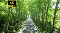 【4K摄影】南京梧桐大道