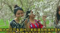 喀什地区莎车县叶尔羌街道加依铁热克村巴旦木（3月底开花9月初采摘）