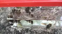 游灵石山国家森林公园，捉鱼虾玩水好开心