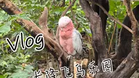 小众而又出色的长隆乐园-长隆飞鸟乐园游览全纪录