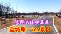中华麋鹿园，盐城唯一的5A景区，麋鹿数量占世界总数的60%