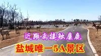 中华麋鹿园，盐城唯一的5A景区，麋鹿数量占世界总数的60%