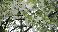 峨眉山息心所鸽子花开