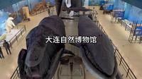 大连旅行-大连自然博物馆免费的大连自然博物馆太壮观 太震撼了 尤其是抹香鲸的标本 人在他面前就好像鸡崽子在我面前一样[捂脸] 还有北极熊 非洲象 海豹 金雕