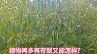日照植物园，确切点应该叫园艺园