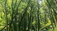 泰山东御道的风景是真的好，但是建议下过雨后再去，风景应该会别有一番滋味