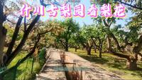 又是一年梨花开，去什川古梨园看梨花，竟然错过了梨花的盛花期