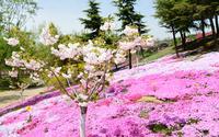 与你一起走进-大连英歌石植物园 -2021.4月末