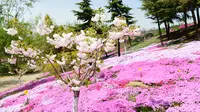 与你一起走进-大连英歌石植物园 -2021.4月末