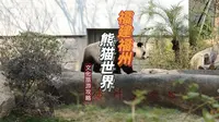 五只大熊猫上班了跑累的反而是人类游客😅福州熊猫世界游园攻略 2026年认识住五只大熊猫！