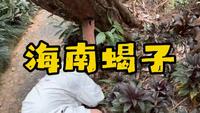 兴隆热带植物园发现的蝎子