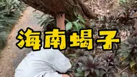 兴隆热带植物园发现的蝎子