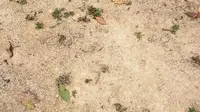 春节丹樱生态园游玩全过程