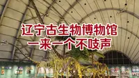 沈北这座免费博物馆，珍贵化石云集，沈阳遛娃圣地！