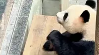 南山竹海熊猫馆直播录屏 20260828中午