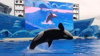 上海海昌海洋公园 虎鲸表演 (4K超清)