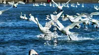 山东荣成烟墩角村，是如何成为全国闻名的“天鹅王国”的？